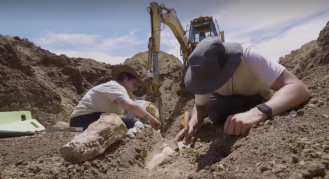 Ancient Dinosaur Skeleton Found in Australia